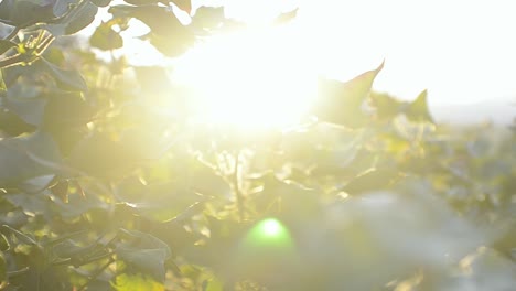 tiro ascendente que muestra la luz del sol a través de las hojas y el fondo montañoso en la distancia