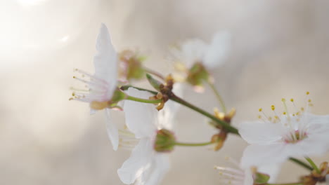 delicate spring blossoms