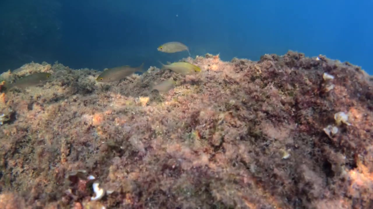 En gruppe små fisk svømmer over en klippeformation i et klart, grønt undervandsmiljø. Naturlig scene fra havlivet.