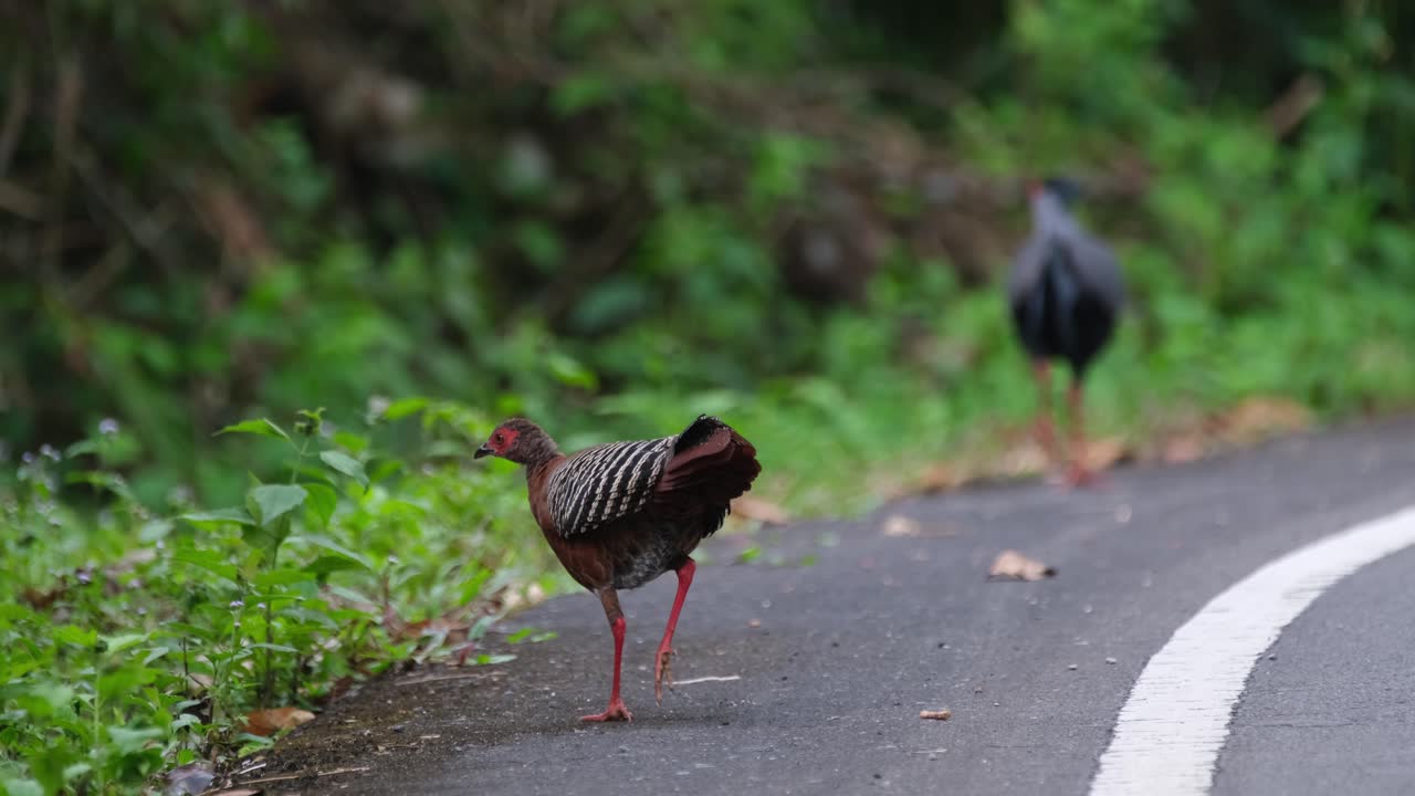 남성이 멀리 걸어가는 동안 약간의 음식을 찾고있는 포장 도로를 걷는 모습' siamese fireback, lophura diardi, khao yai national park, thailand