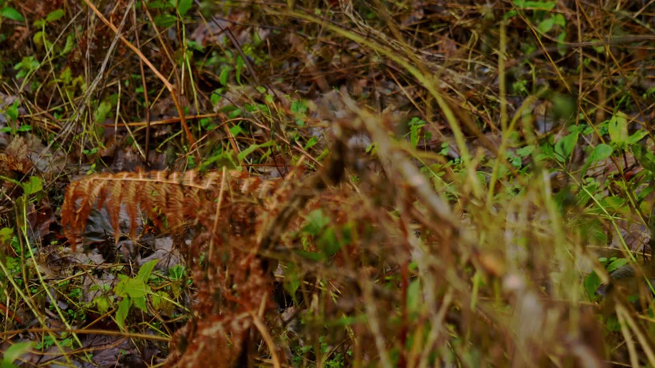 Äärimmäinen lähikuva, jossa tarkennus siirtyy metsänpohjasta kuolleeseen saniaisen lehteen ja sitten nurmikasvillisuuden lähikuvaan