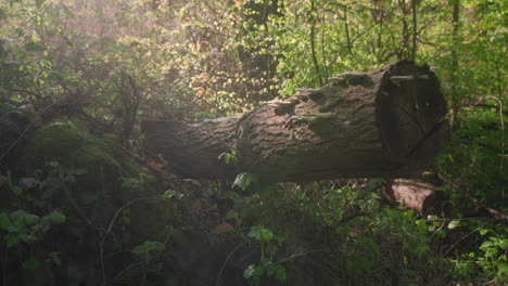 Hongos-Poliporosos-Verdes-En-Un-Tronco-Caído-En-Un-Bosque-Exuberante-En-Una-Mañana-Soleada-De-Primavera-En-Un-Bosque-Verde-Salvaje