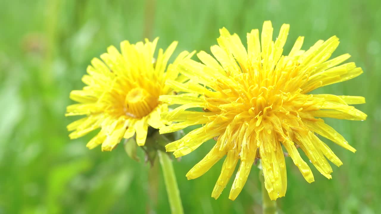 Paardenbloem met regendruppels