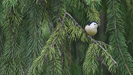 white-cheeked nuthatch in forest in morning