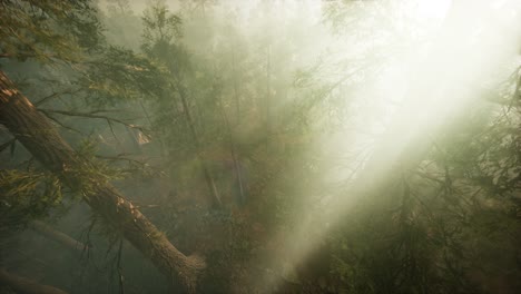 Drohne-Bricht-Durch-Den-Nebel,-Um-Mammutbäume-Und-Kiefern-Zu-Zeigen