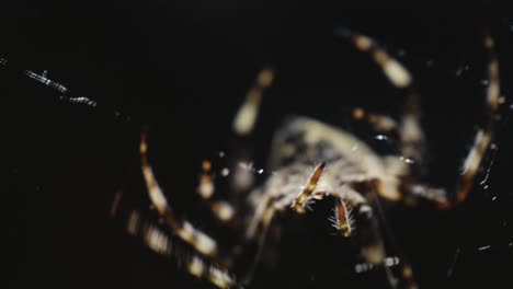 Una-Araña-Agita-Su-Telaraña-Por-La-Noche,-Bajo-La-Luz-De-La-Luna