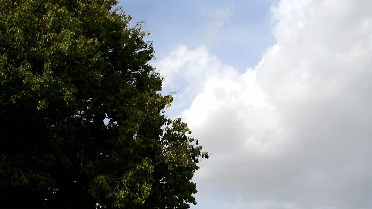 Bats hanging and flying in a cloudy sky