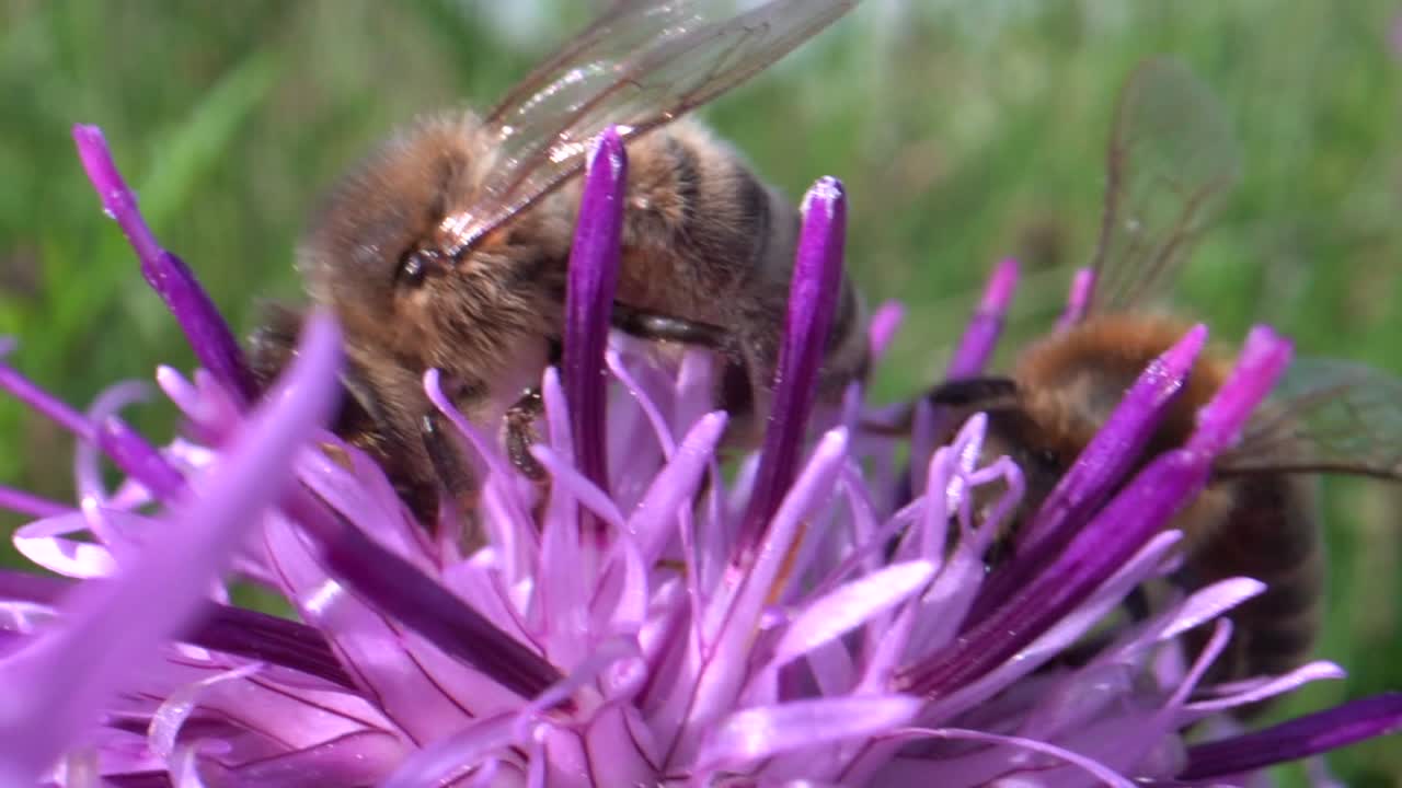 macro en cámara lenta de dos abejas polinizando en flor de flor dulce a la luz del sol