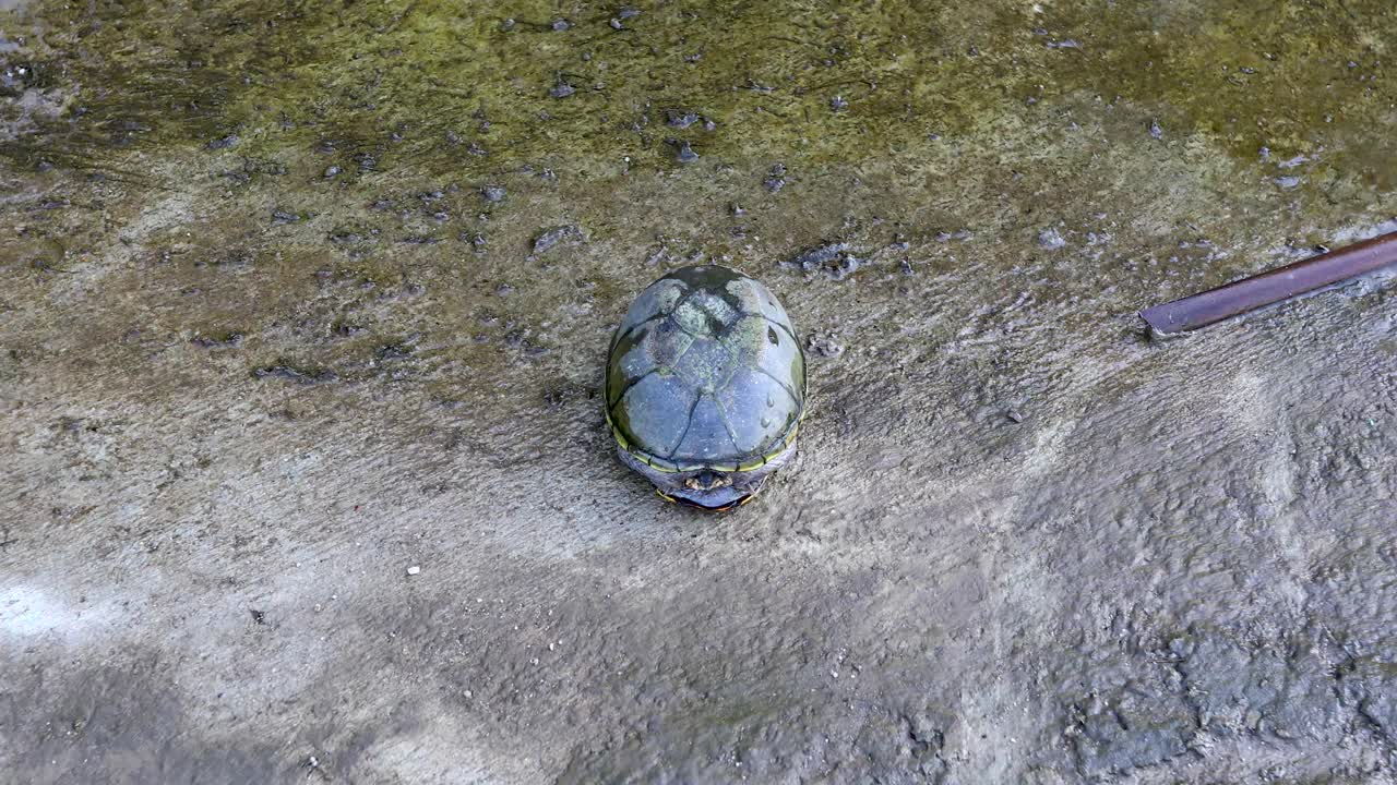 This is a static video of a Common Musk Turtle Sternotherus Odoratus also known as a stinkpot or eastern musk turtle.