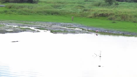 deer, gators, spoonbill and bird spotted cohabiting in the same are in myakka state park, sarasota, florida, usa