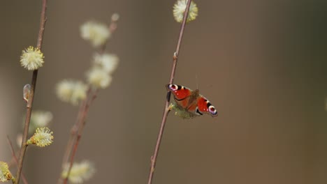 peacock butterfly on willow branch