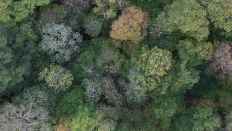 drone shot looking directly down onto a forest canopy in autumn colours, while slowly descending in the uk