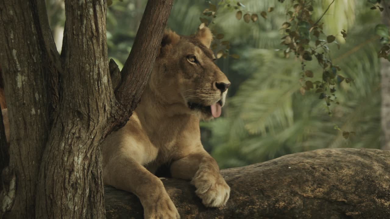 hermosa foto de una hembra acostada en un árbol, en un prado verde y a la sombra