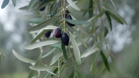 close up, olives growing naturally in an olive grove plantation