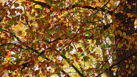 beautiful autumn colored leaves moving in the wind on a tree branch