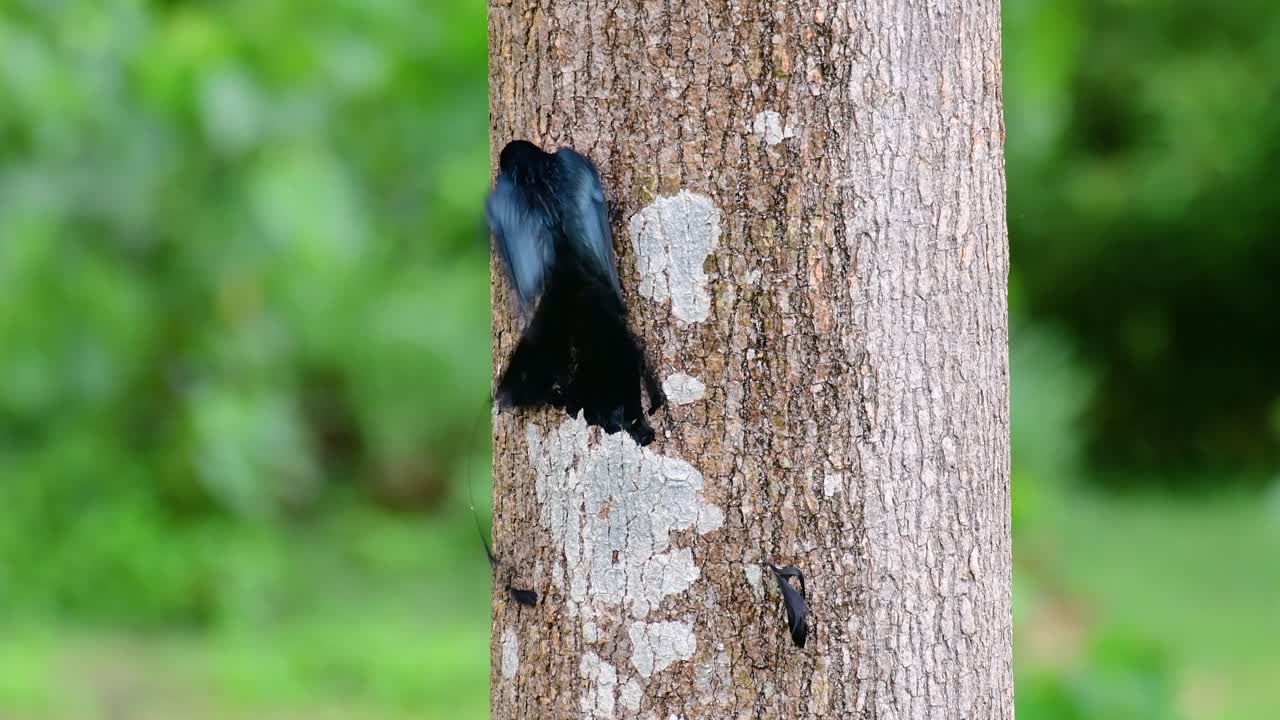더 큰 라켓 꼬리 드론고는 라켓처럼 보이는 꼬리로 유명합니다.
