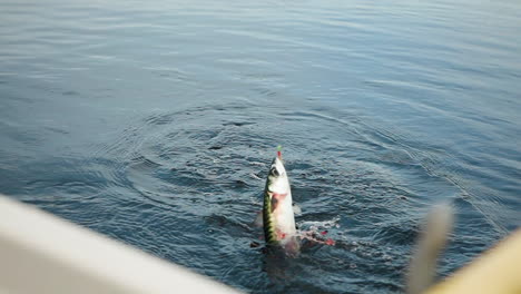 Atrapa-Peces,-Levanta-Peces-De-La-Superficie-Del-Mar-En-Cámara-Lenta,-Caballa-En-El-Anzuelo