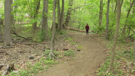 A-low-angle-shot-along-a-nature-trail,-surrounded-by-green-trees-on-a-sunny-morning