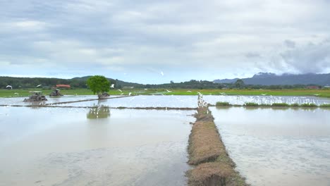 bandada de garcillas bueyeras volando sobre arrozales cultivados en kampung mawar, isla de langkawi, malasia