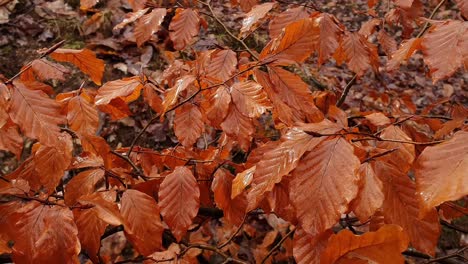 Orangefarbene-Nasse-Blätter-Auf-Einem-Ast-Im-Wald