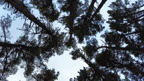 Trees in Forest, looking up, spinning