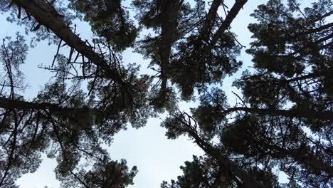 trees in forest, looking up, spinning