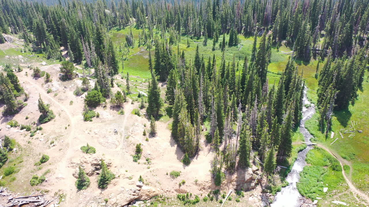drone aéreo desciende en un parche abierto de bosque de pinos con un arroyo que fluye en nederland colorado durante el verano en las montañas rocosas