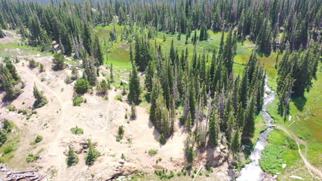 Drone-Aéreo-Desciende-En-Un-Parche-Abierto-De-Bosque-De-Pinos-Con-Un-Arroyo-Que-Fluye-En-Nederland-Colorado-Durante-El-Verano-En-Las-Montañas-Rocosas