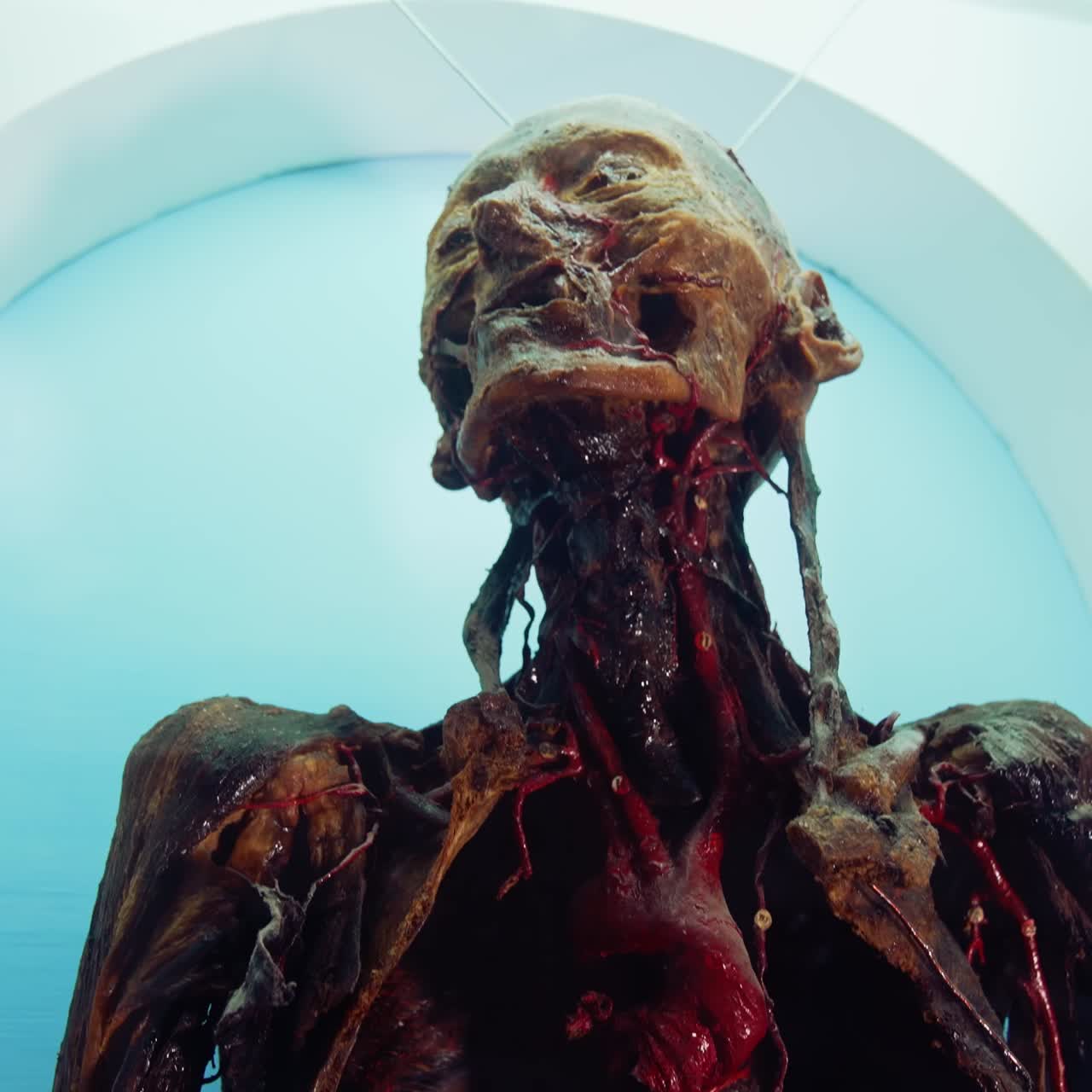 Medical hall of museum. Close up view of human system in medical museum