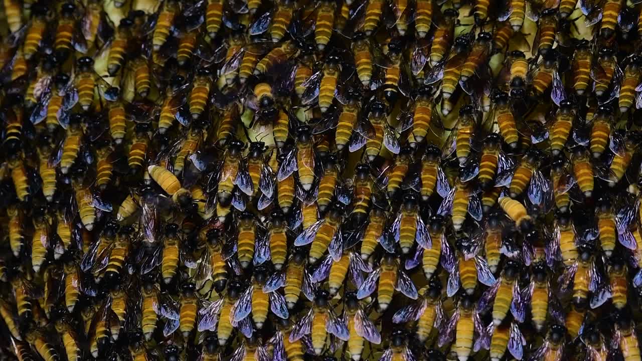 se sabe que las abejas melíferas gigantes construyen grandes colonias de nidos con bolsillos simétricos hechos de cera para almacenar miel como fuente de alimento.