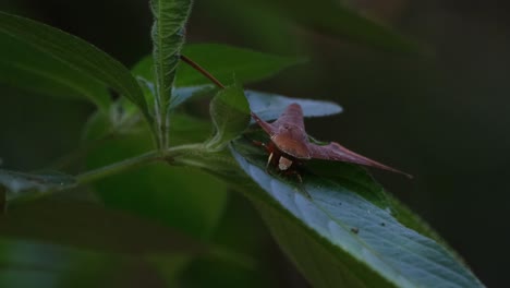 A-big-individual-resting-on-a-leaf-deep-in-the-forest-moving-with-the-wind,-Ambulyx-moorei-Moth,-Thailand