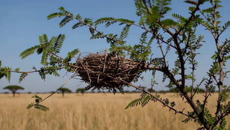 bird's nest in the savanna