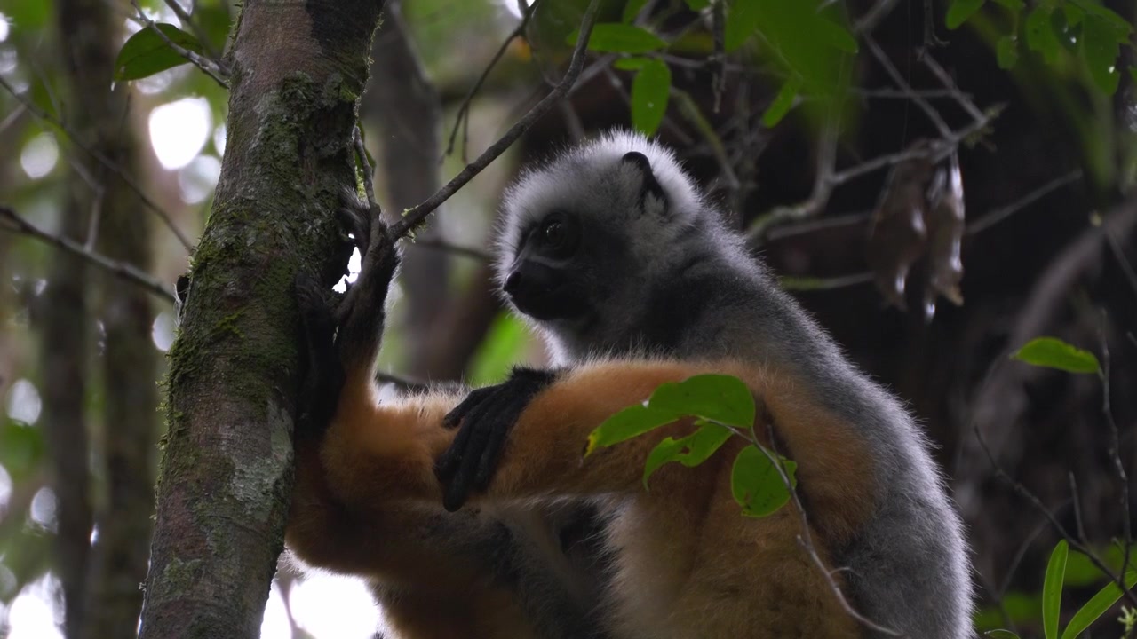 Lêmure sifaka-diademado sentado em um galho de árvore na floresta tropical do Parque Nacional de Andasibe, Madagascar, exibindo sua pelagem sedosa. Espécie endêmica do país africano.