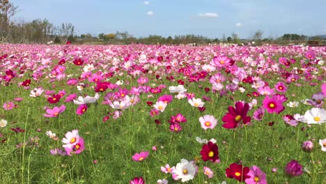 cosmos flower field at imjingak by the dmz overlooking north korea, in munsan, paju, gyeonggi-do, south korea