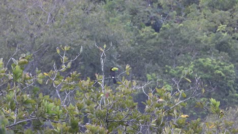 keel-billed toucan, aka sulfur-breasted toucan, keel toucan, or rainbow-billed toucan, sitting solo on a branch in columbian forest.