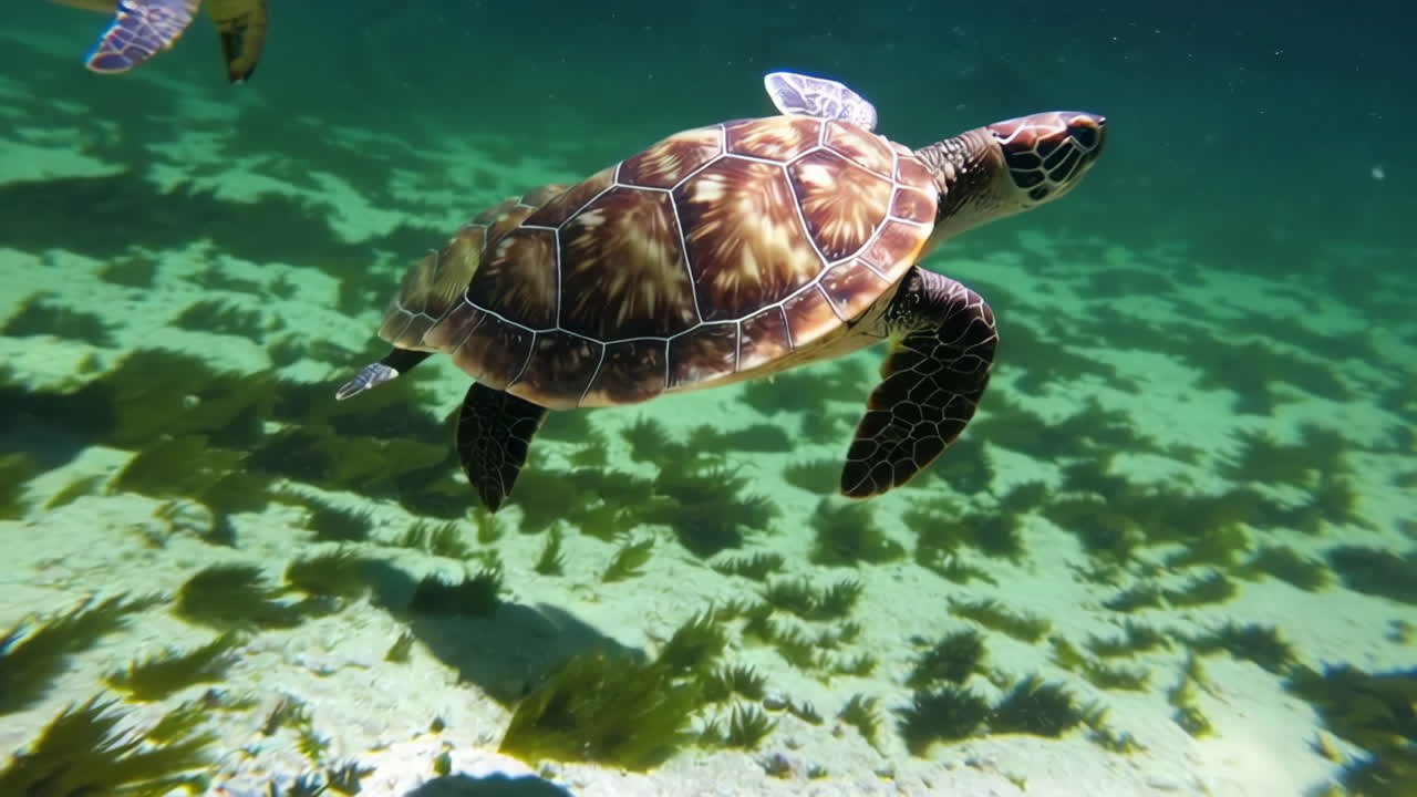 Las tortugas marinas bajo el agua