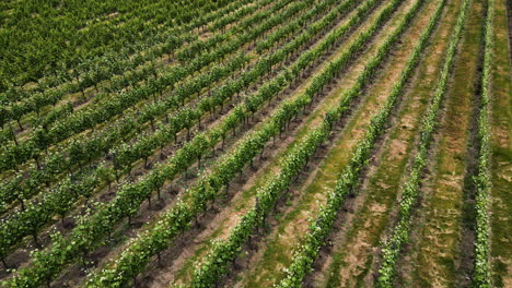 Neat-lush-rows-of-vineyards-on-wine-farm-in-Gibbston-Valley,-New-Zealand