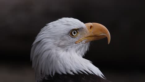 close-up profile of a bald eagle