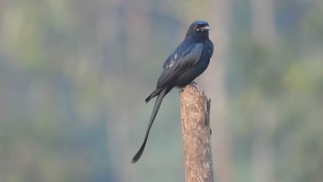 Schwarze-Phoebe-Im-Baum,-Der-Auf-Beten-Wartet.