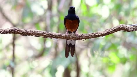 White-rumped-Shama-Thront-Auf-Einer-Rebe-Mit-Wald-Bokeh-Hintergrund,-Copsychus-Malabaricus,-Originalgeschwindigkeit