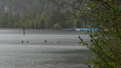 boats moored marina on walensee lake walen switzerland st. gallen canton nature