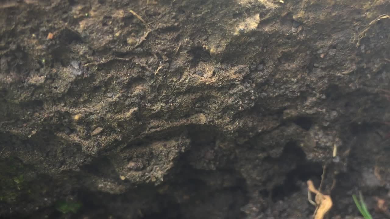 hormigas trabajando juntas llevando hojas