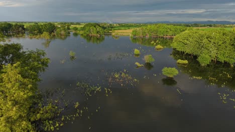 flooded landscape with trees and reflection