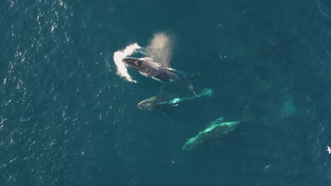 Vistas-Aéreas-De-Ballenas-En-Su-Hábitat-Natural-Nadando-A-Través-Del-Océano-Azul-Respirando-Y-Soplando-Chorros-De-Agua