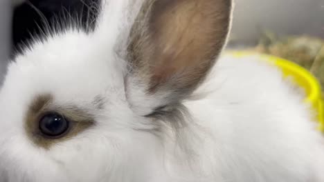 close-up of a white rabbit's eye and ear