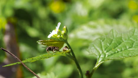 Avispa-De-Abeja-En-La-Limpieza-De-Hojas---Ontario,-Canadá