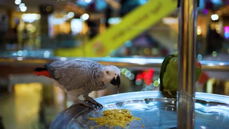 African-Grey-Parrot---Gray-parrots,-commonly-called-African-grays,-are-native-to-rainforests-of-central-Africa,-ranging-in-a-band-across-the-continent-from-Côte-d’Ivoire-to-western-Kenya