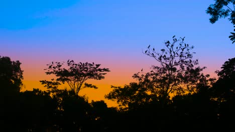 silueta de árboles y pájaros al amanecer o al atardecer