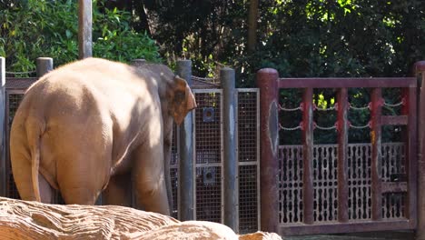 elephant exploring enclosure gate with trunk