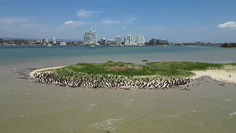 migratory seabirds gather to rest on a natural sand island close to a urban city skyline